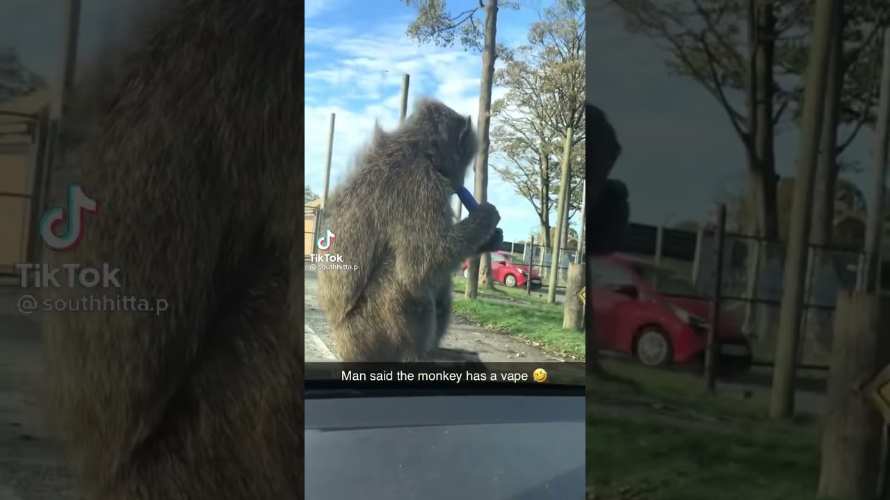 This monkey has a vape