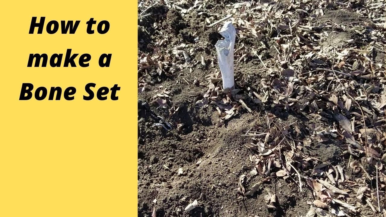 The Bone Set for Coyotes and Bobcats