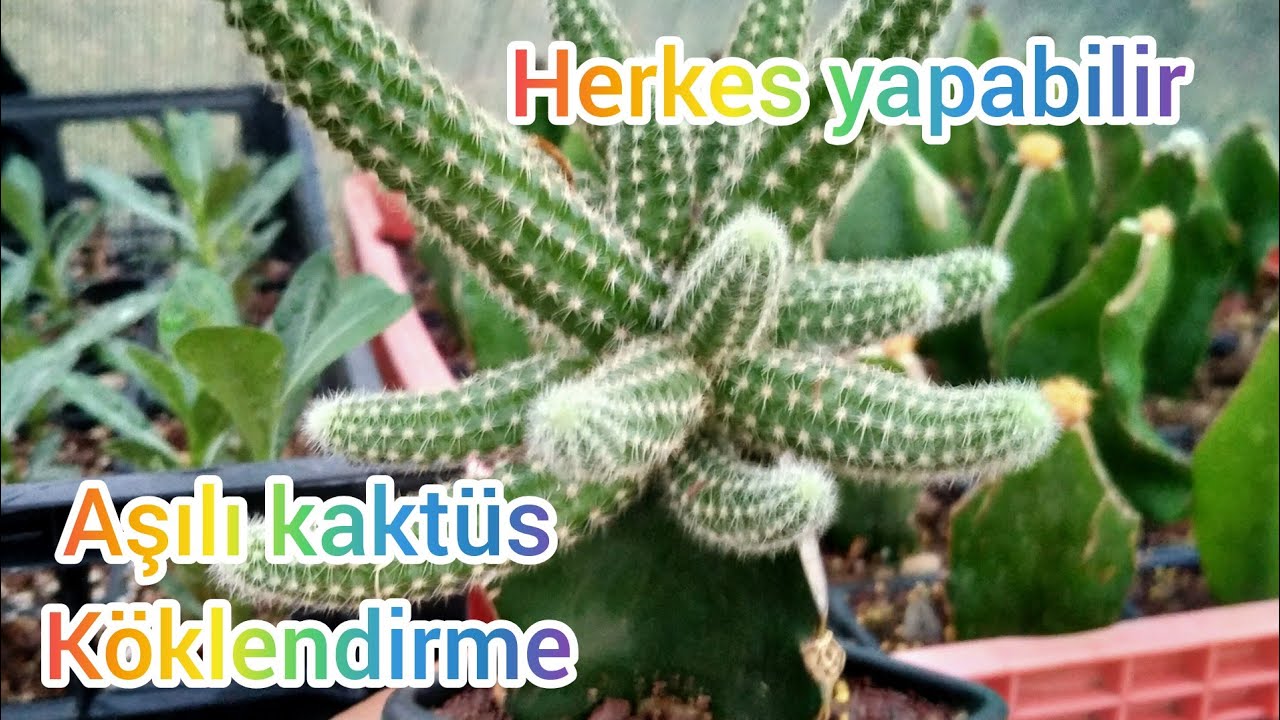 AŞILI KAKTÜS KÖKLENDİRME / CACTUS ROOTING