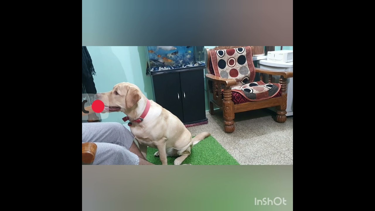 Milo waiting for Icecream 😄😄Milo fun.... Labrador forever 🍭🍭