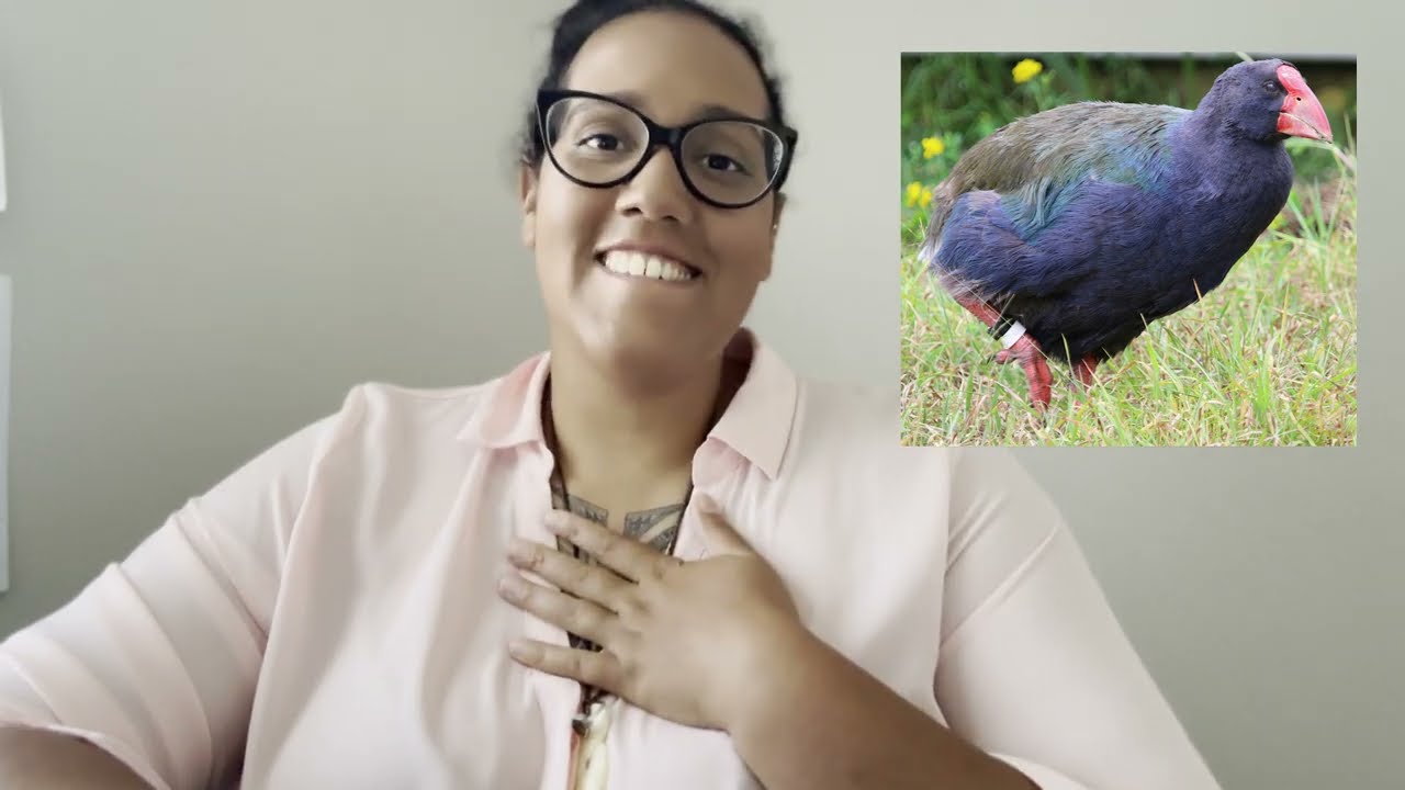 Top 6 Best Bird Watching Spots in New Zealand North Island (2024)