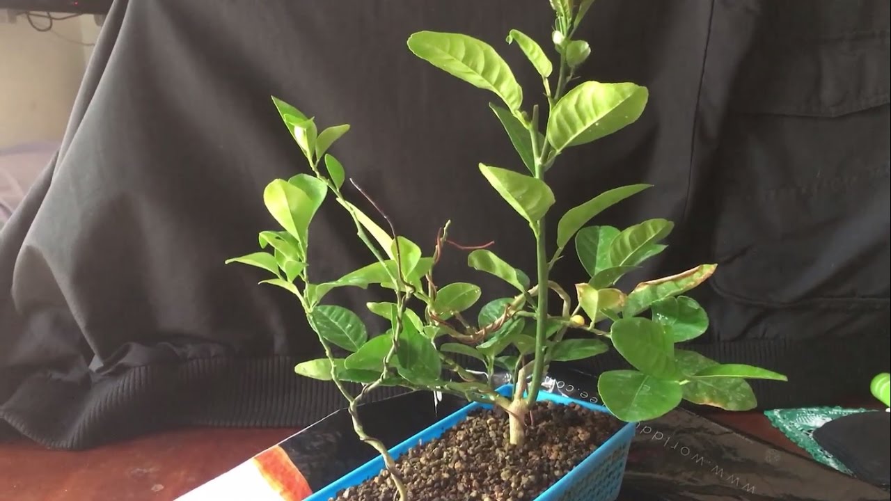 Actualización desde Tenerife... Bonsai Limonero