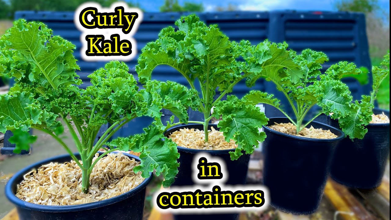 How to Grow Kale from Seed to Multiple Harvests - Container Gardening
