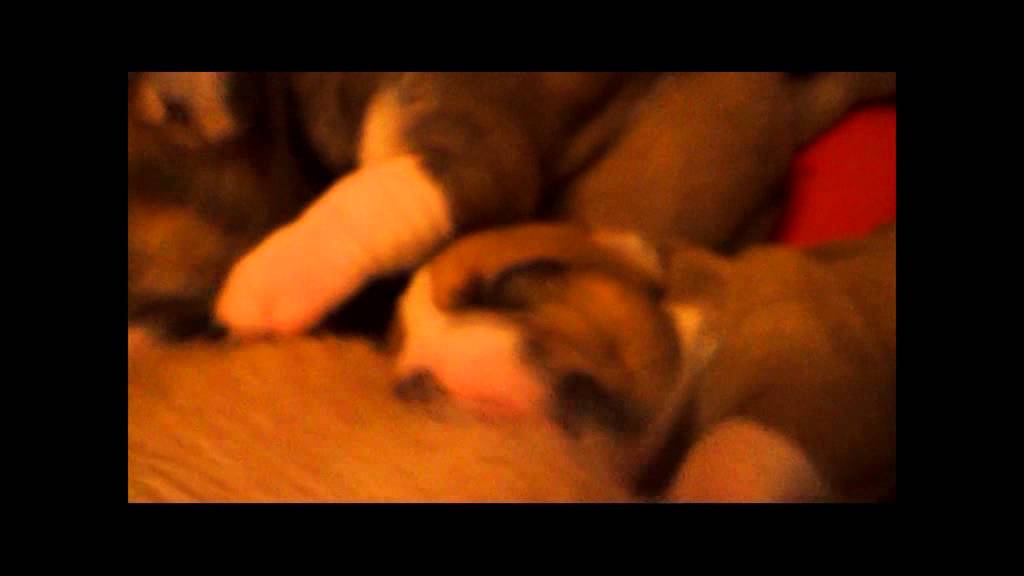 Continental Bulldog Welpen, 2. Woche, Bullys-vom-Rosengrund