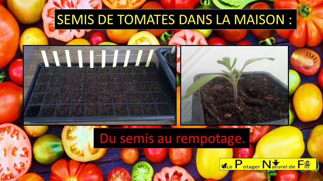 SEMIS DE TOMATES DANS LA MAISON ( du semis au rempotage)