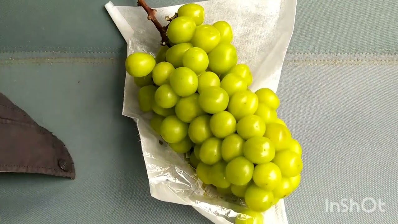 Шайн Мускат виноград для опытных или нет...