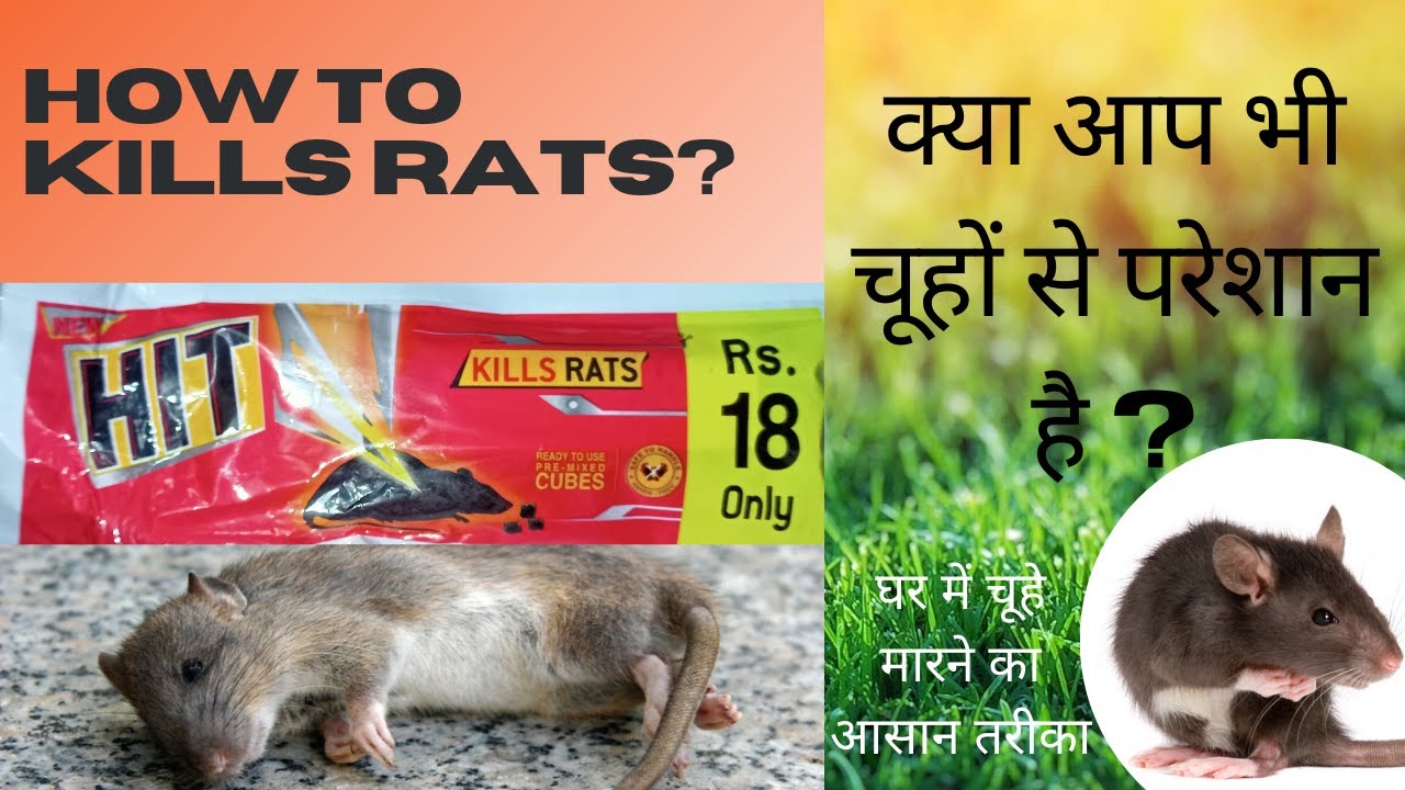 How to Kills Rats at home (घर में चूहे मारने की उपाय) HIT KILLS RATS Use.