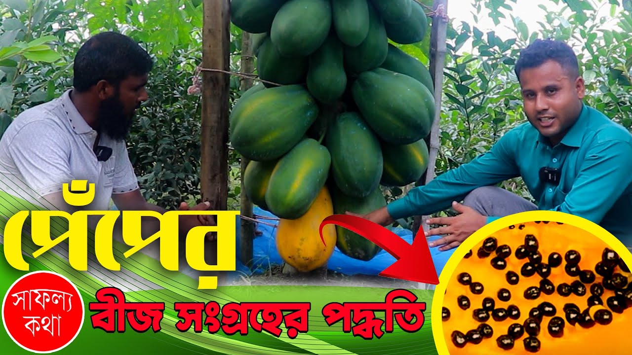 পেঁপের বীজ থেকে চারা তৈরীর সহজ উপায় | পেঁপের বীজ সংগ্রহ এবং সংরক্ষণ পদ্ধতি | Papaya Farming