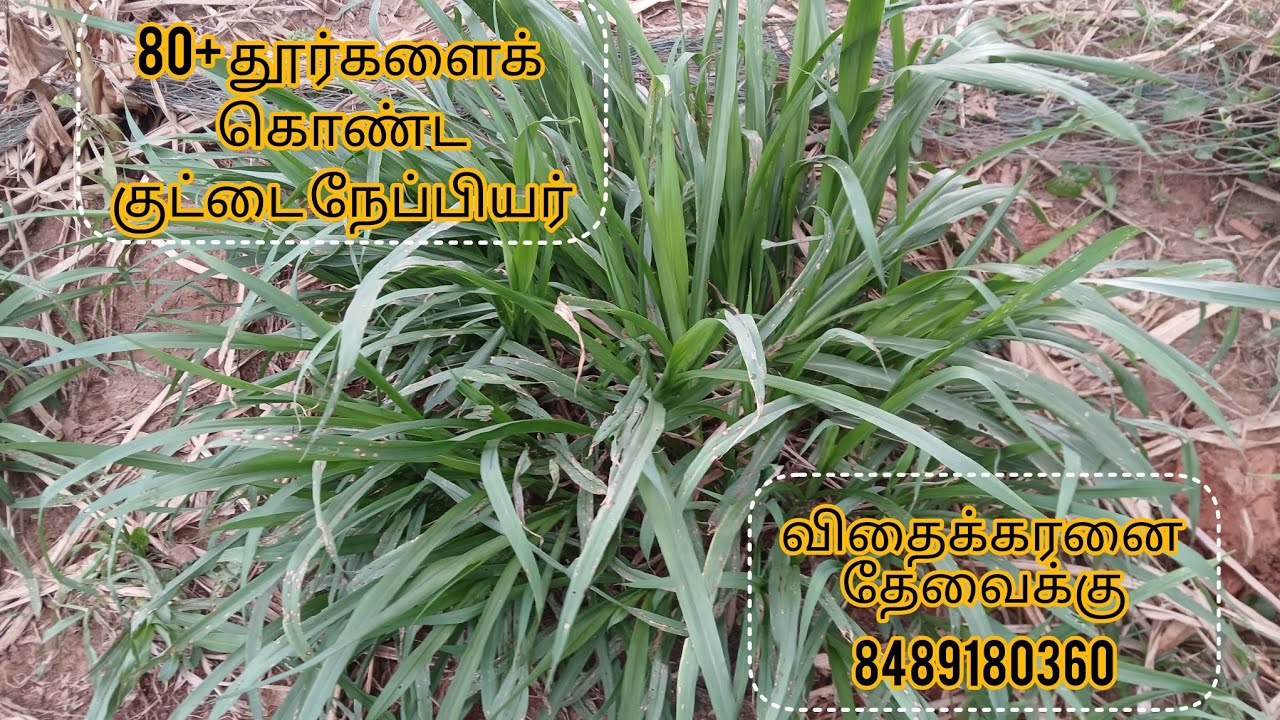 70+  பாக்க தூர்கள் கொண்ட குட்டை நேப்பியர் 8489180360