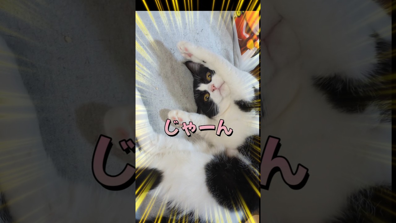 じゃーん✧＼\ ٩( '&omega;' )و /／✧