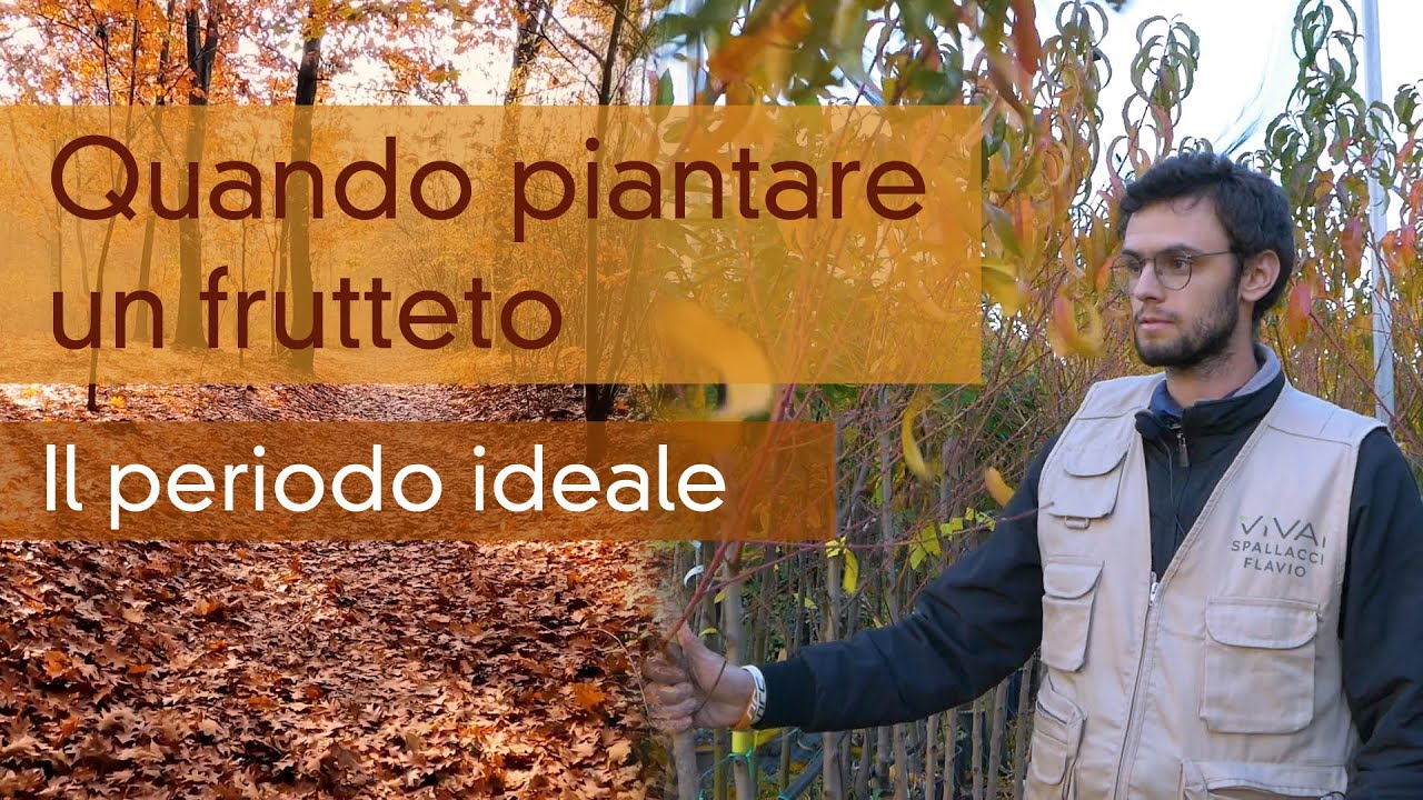 Quando piantare un albero da frutto