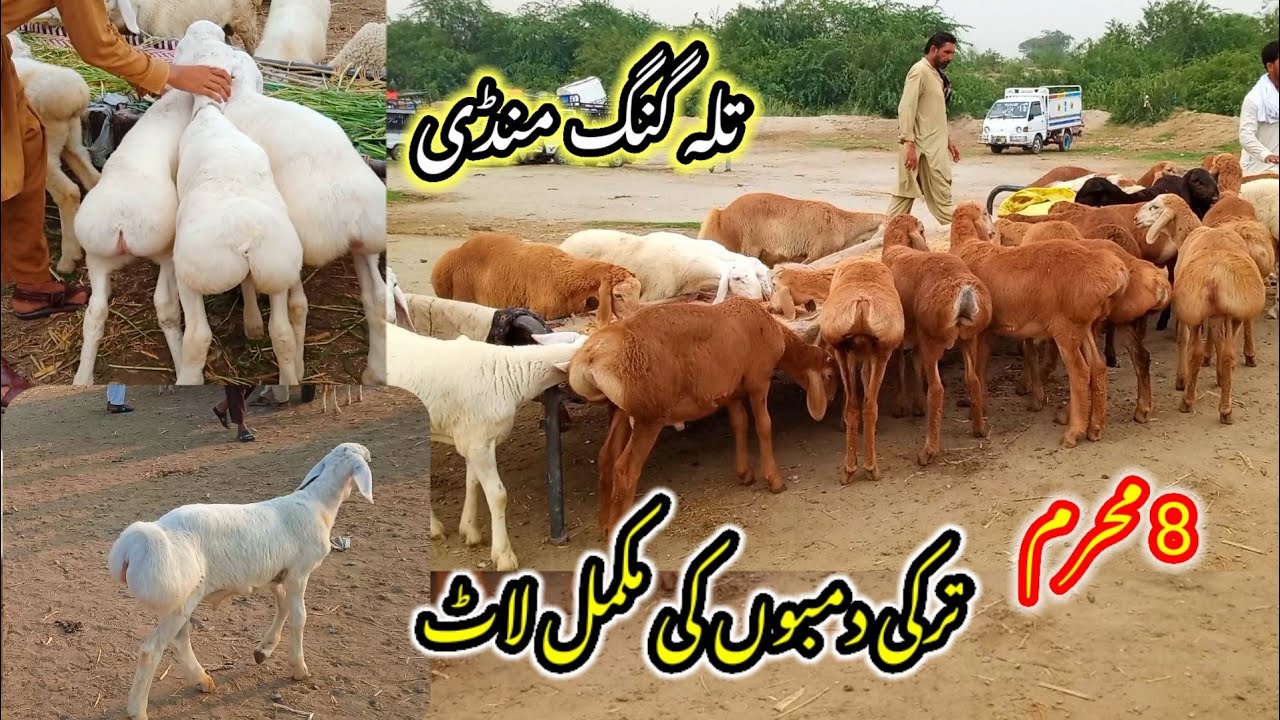 Talagang dumba Mandi/zero size Turkey dumba kids rates/dumba Mandi new update 2025/