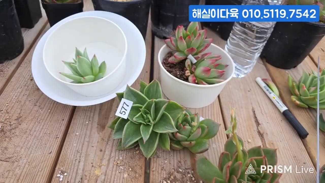 (2.14.토) 해실이다육 #금다육 #식물 #흙 #라이브 방송