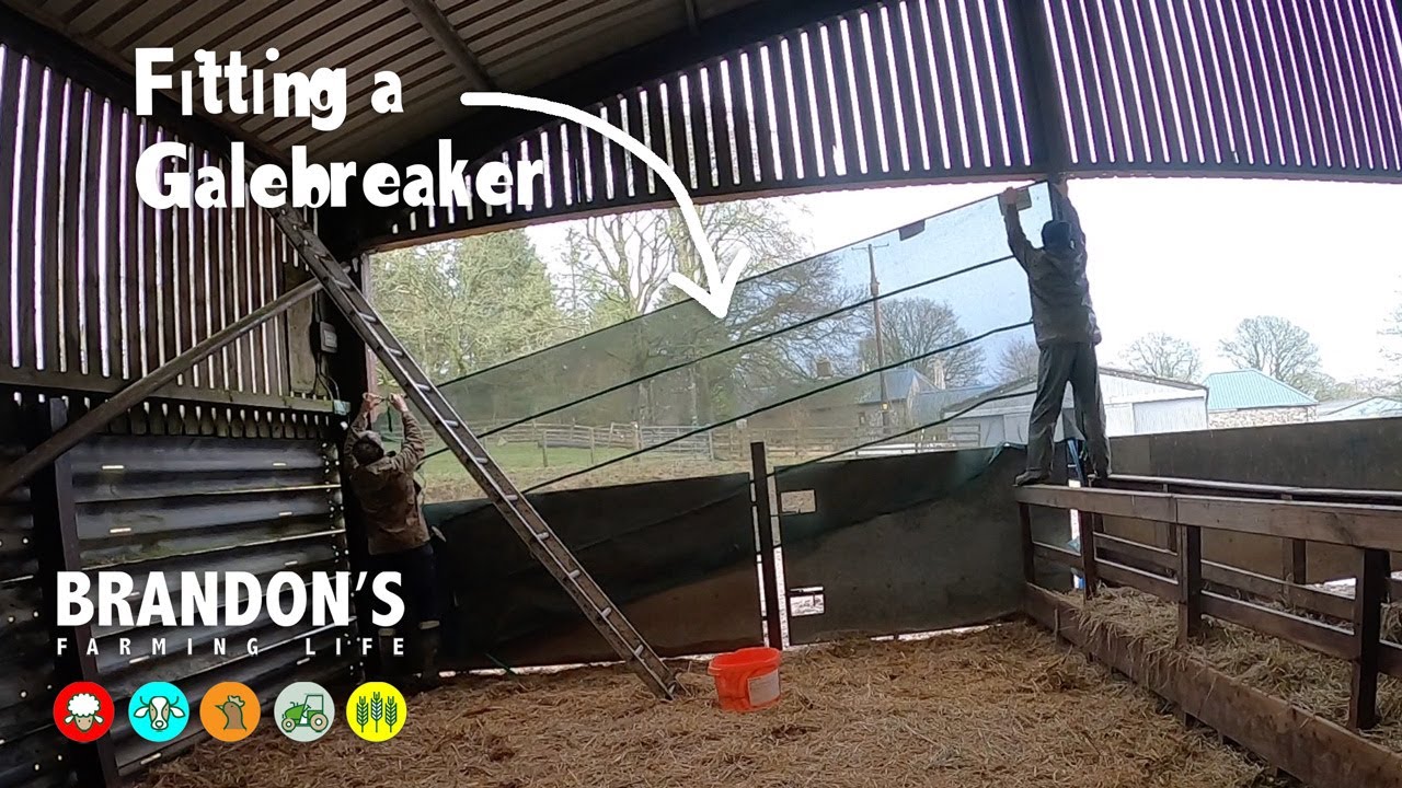 Sheep shed preparation