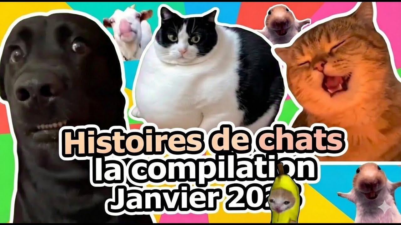 Histoires de chats la compilation de Janvier 2026
