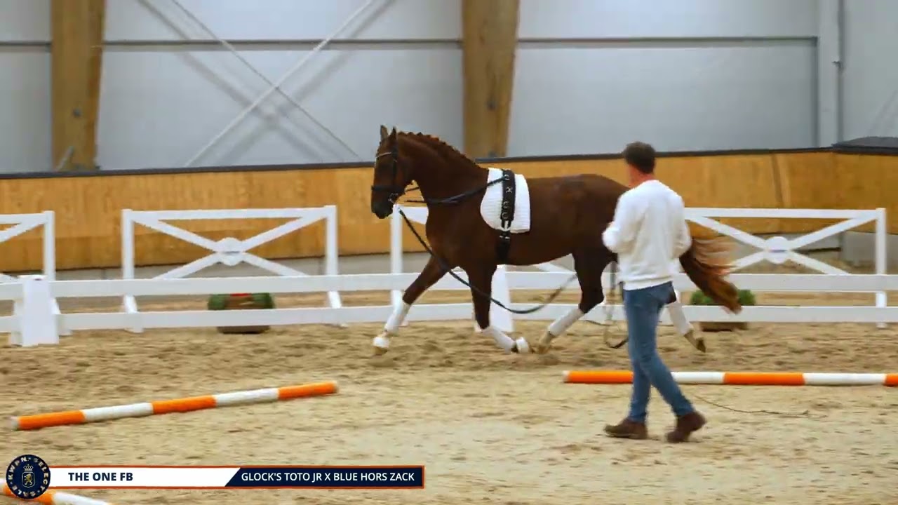 The one FB - Glock's Toto jr x Blue Hors Zack