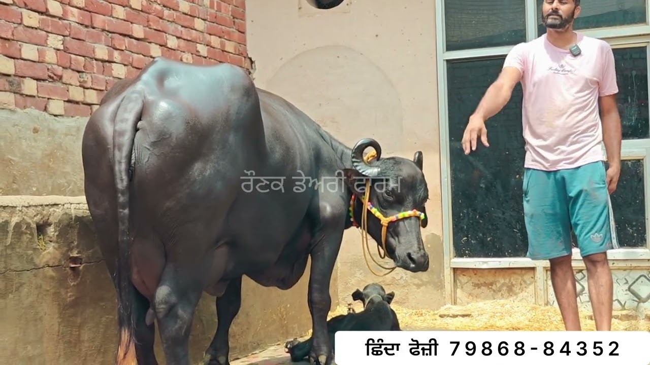 ਇੱਕ ਸੱਜਰ ਸੂਈ ਝੋਟੀ ਵਿਕਾਊ 💎💎👌👌