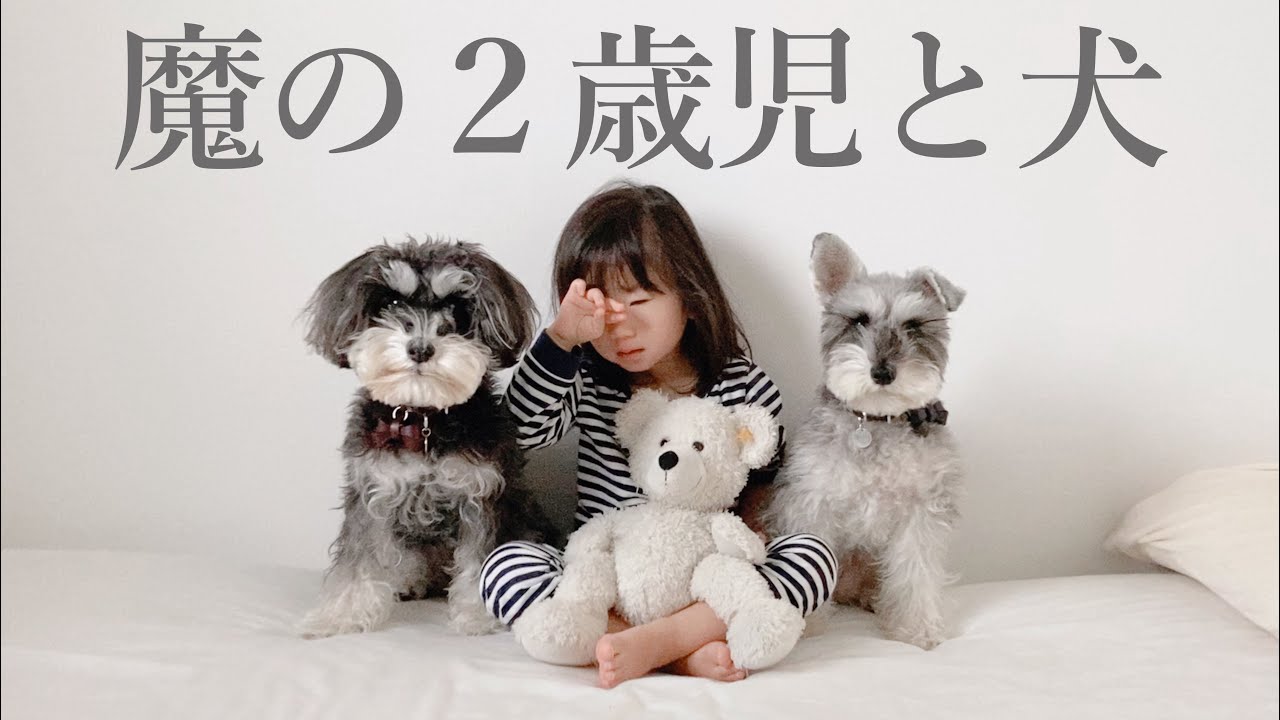 わんちゃんにペットボトルを投げて叱られて泣いてしまう2歳娘【ジジトト】