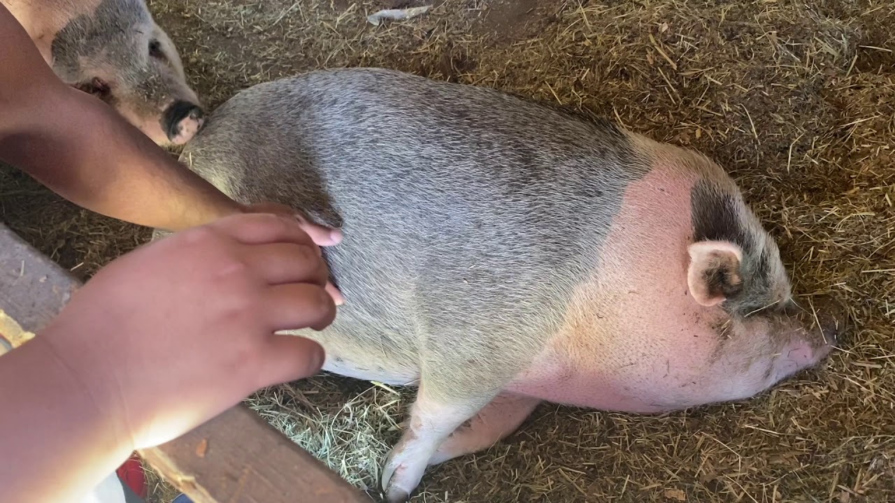 Meadows Family Farm : Kiddos Get Up Close and Personal with the Farm Animals