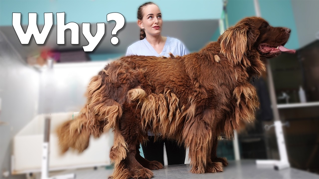 THE BIGGEST NEGLECTED DOG EVER
