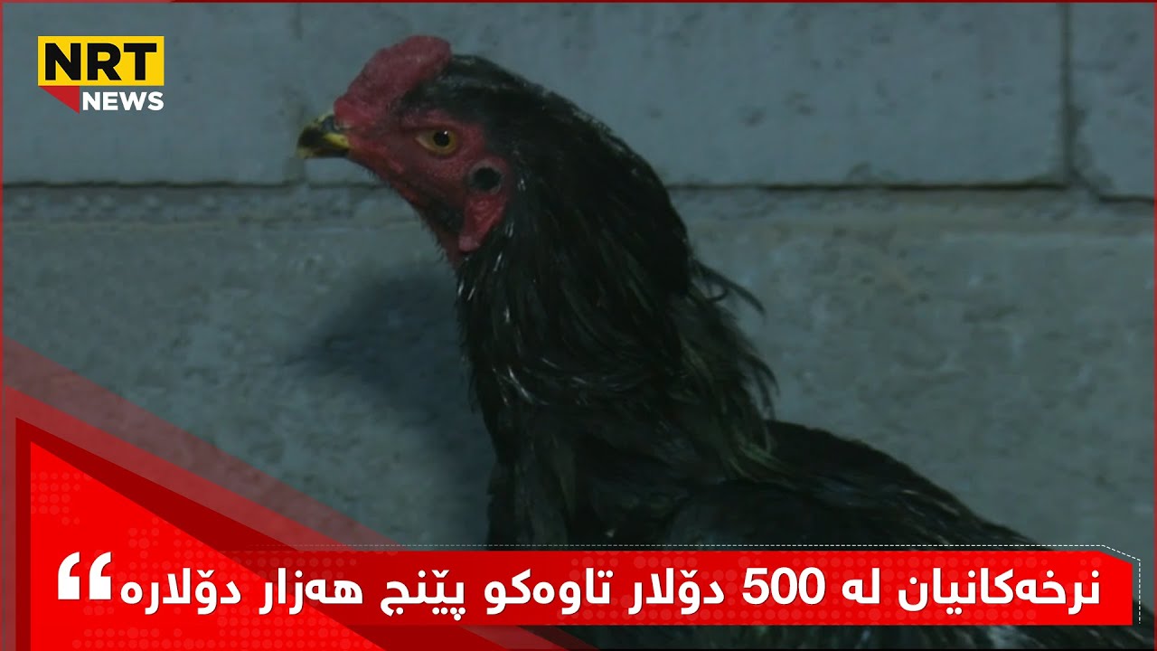 باسی مریشک و کەڵەشێر و کڕکەوتن و هەڵهێنانی هێلەکەکانیان دەکات