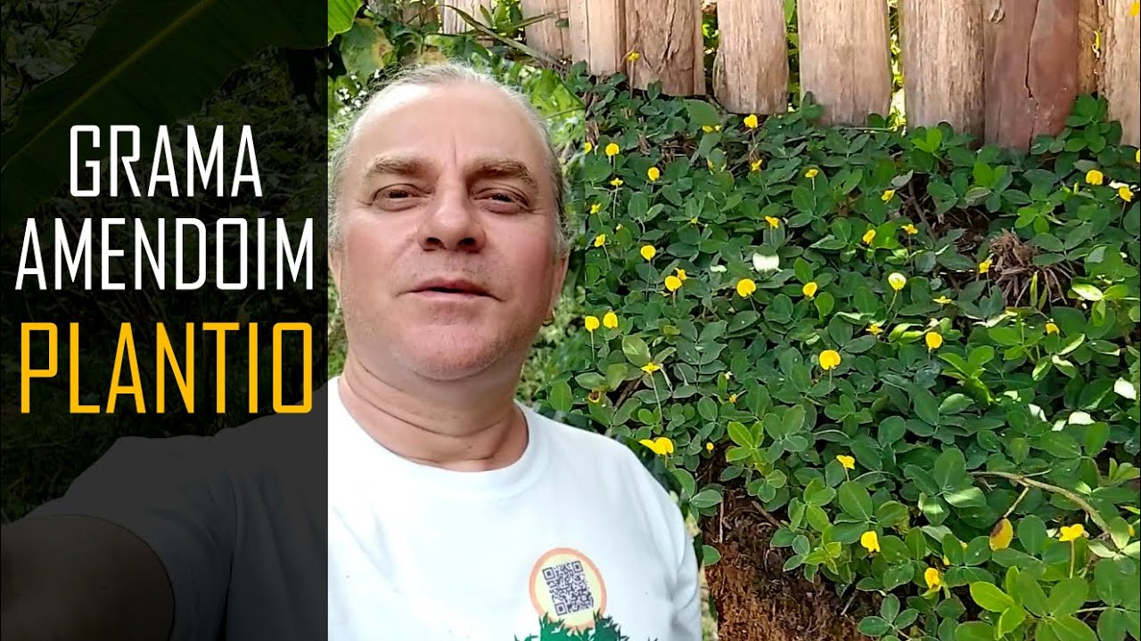 Grama AMENDOIM, amendoim FORRAGEIRO e COMO PLANTAR!