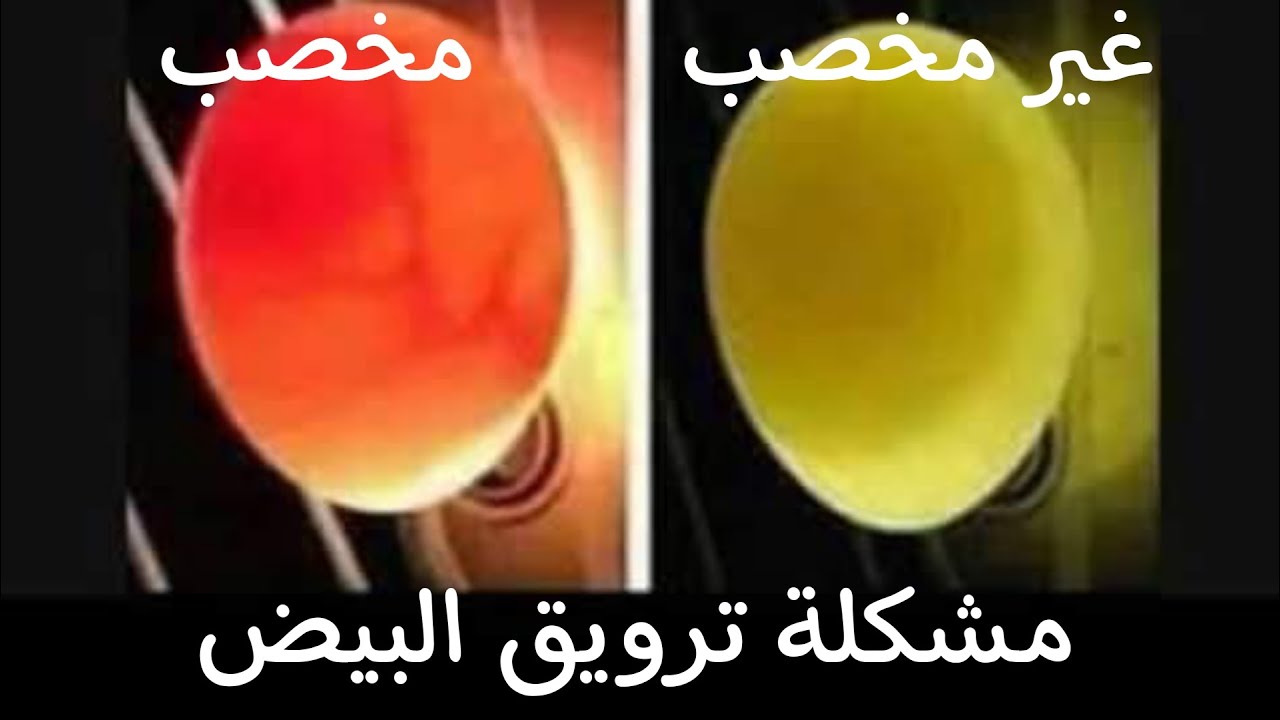 مشكلة عدم تخصيب البيض