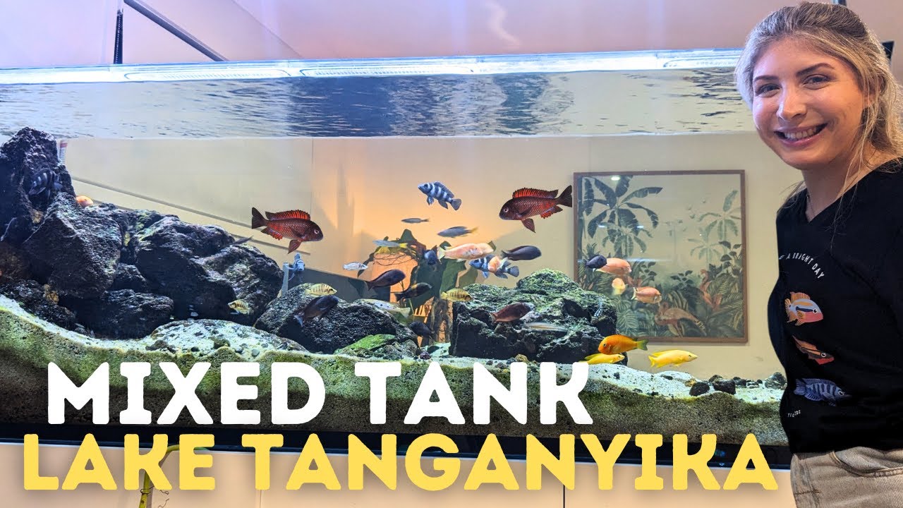 African Cichlid Aquarium Stocking - Lake Tanganyika!