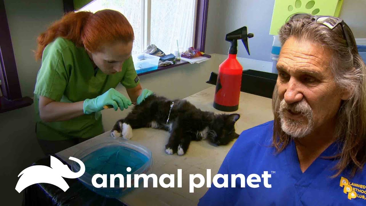¡Dr. Jeff castra a más de 200 gatos silvestres en un día! | Dr. Jeff, Veterinario | Animal Planet