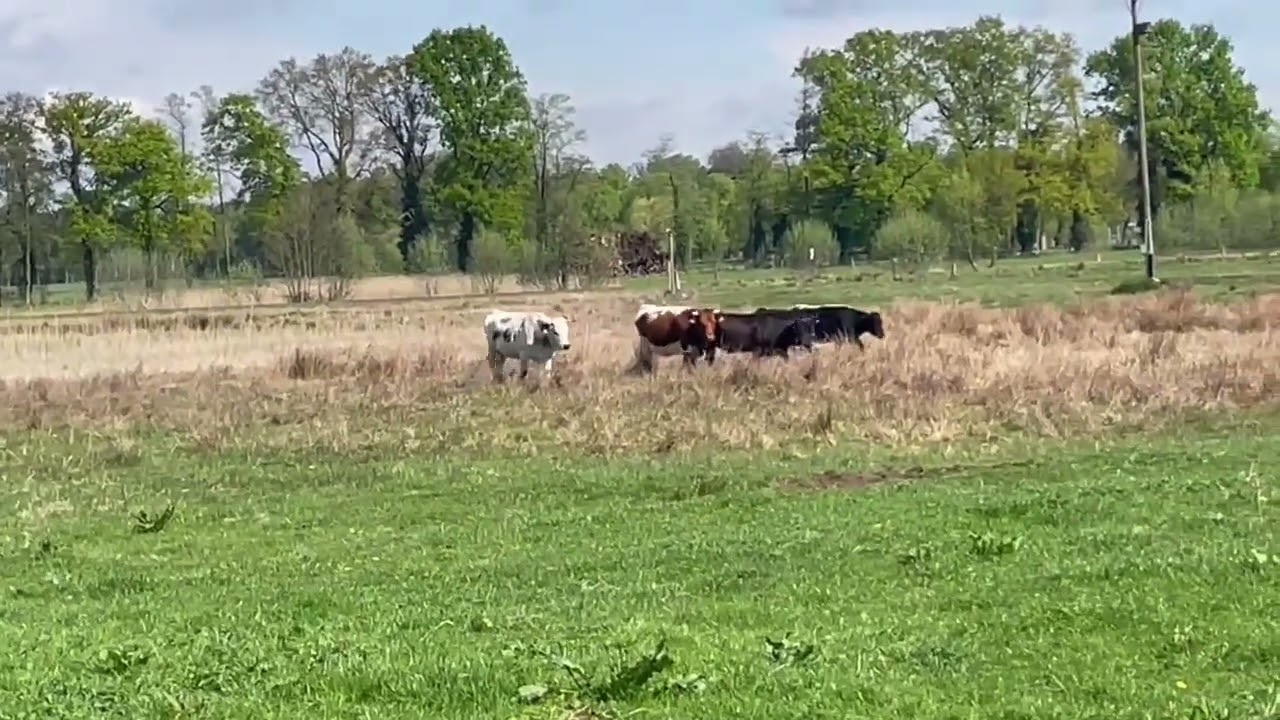Working Kelpie „Sophiental Lou“ herding Cattle