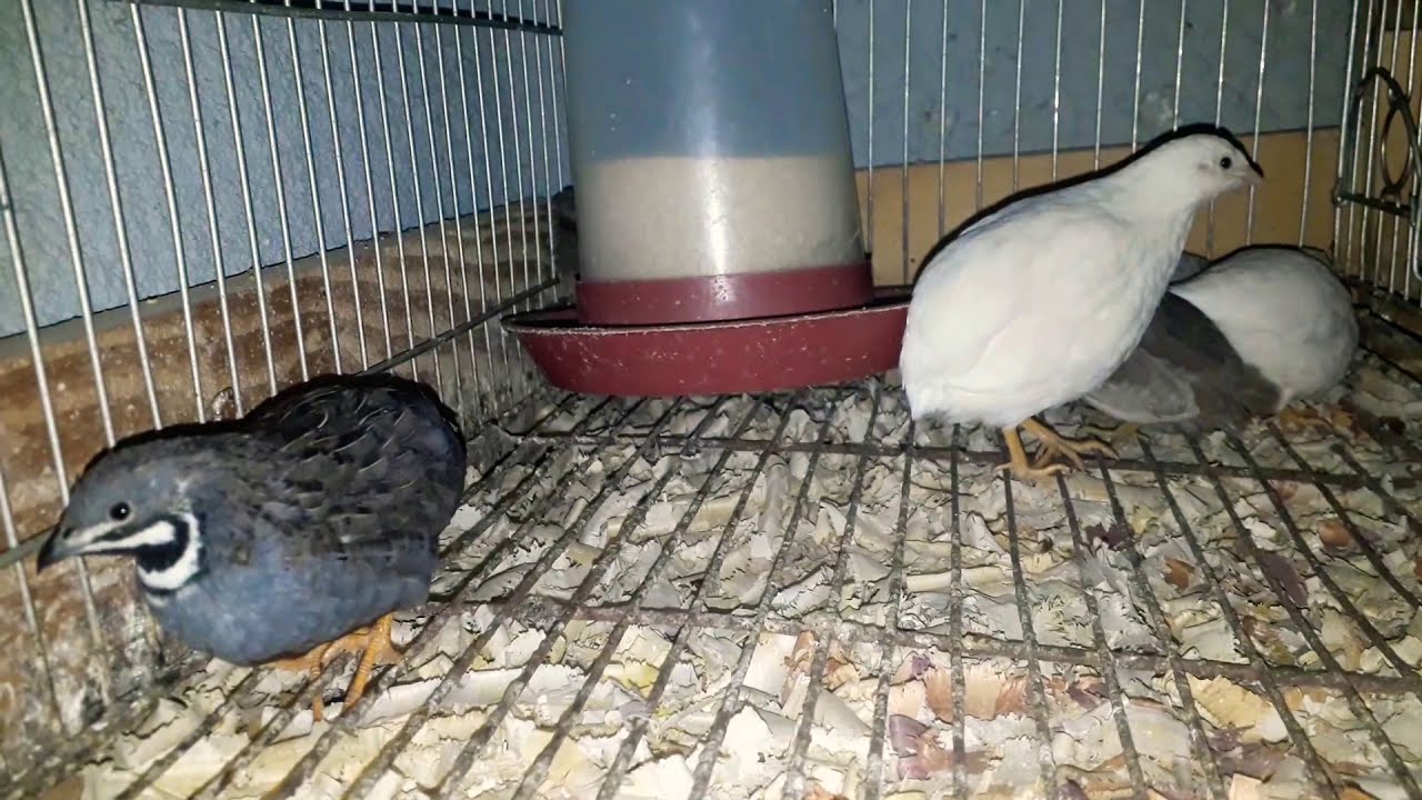 Codorna chinesa - O que você precisa saber .