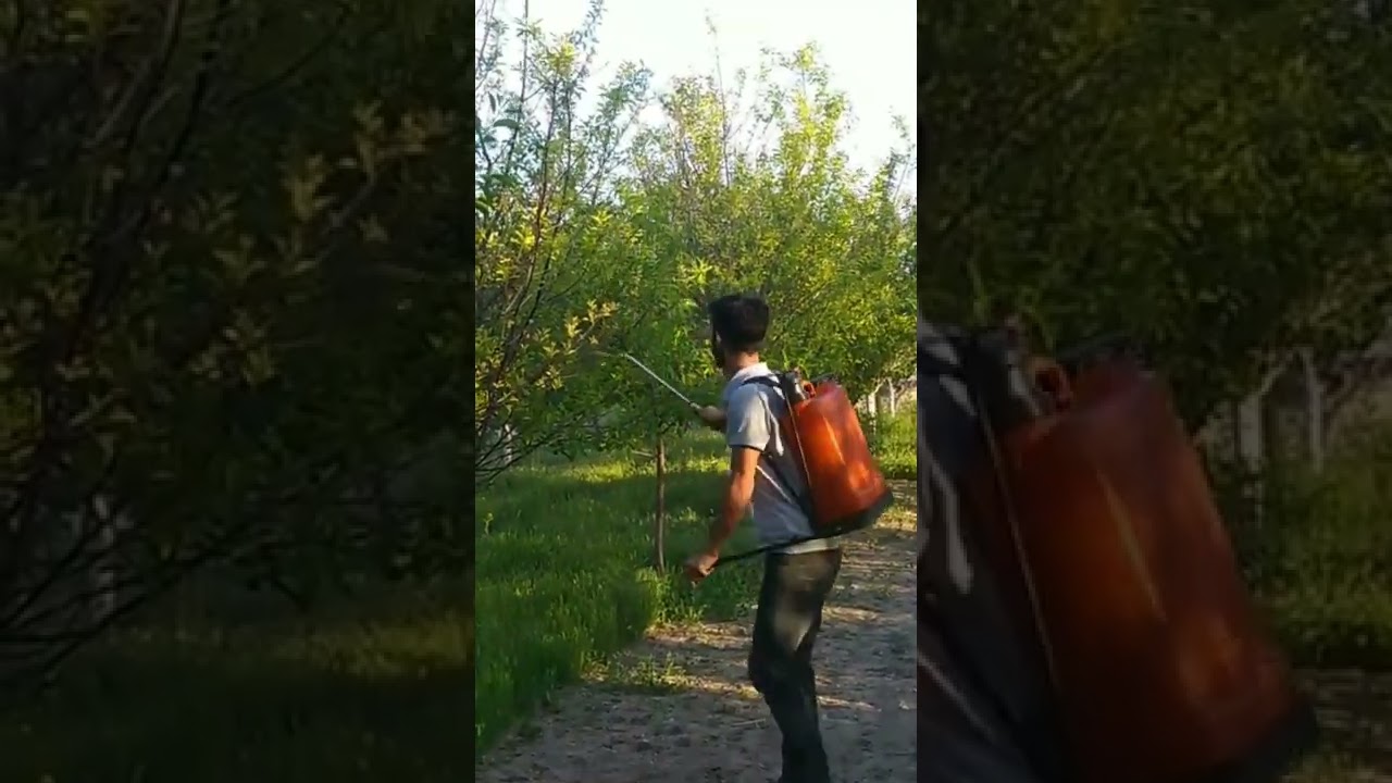 Yazıcı b&ouml;ceklere son #keşfet  #shorts #insektisidia #bitkikoruma