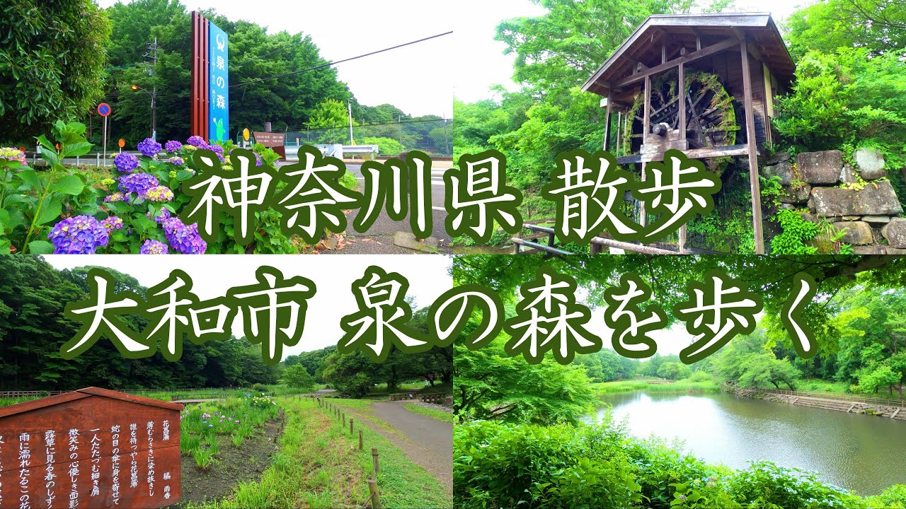 ( 4K ) 神奈川県 散歩 大和市 泉の森を歩く  ( Walking yamato Izumi no Mori)