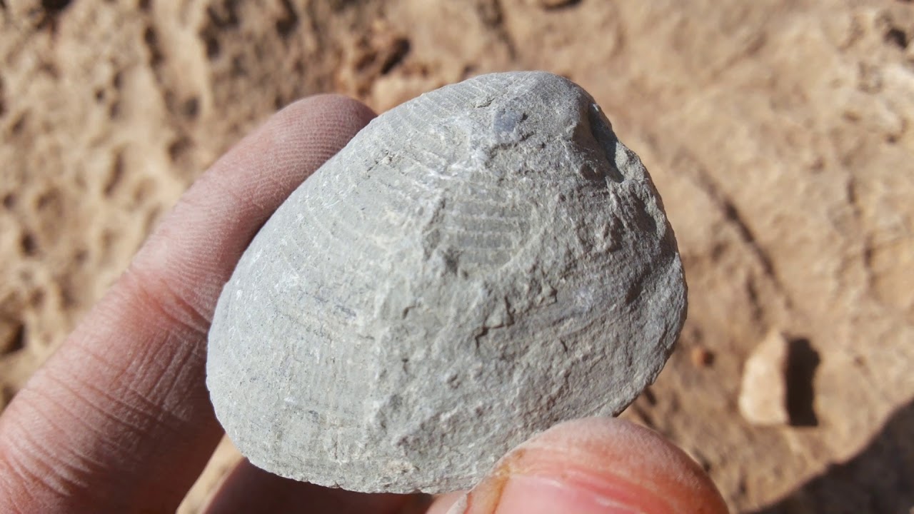 fossil hunting episode 11(fossil in marlstone)
