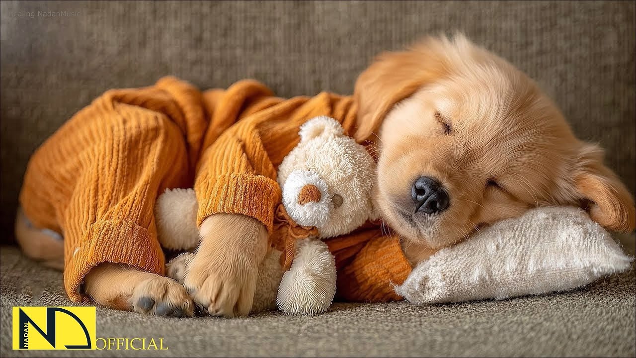 24 ЧАСОВ успокаивающей музыки для собак 🐶🎵 Глубокий сон 💖 Снятие тревоги разлуки | Без рекламы