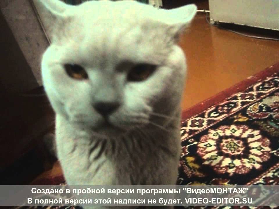 Зашёл к другу в гости,  кот Тишка  показывает характер