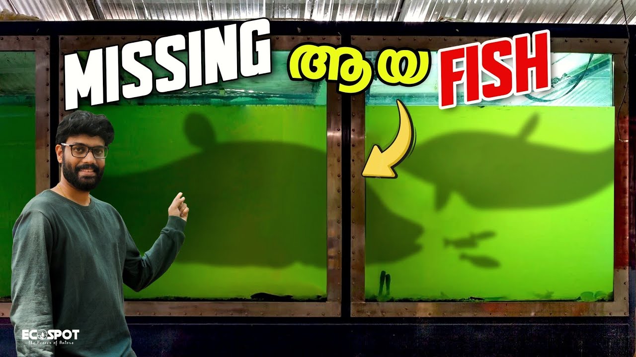 😍💥MONSTER TANK ല്‍ നിന്ന് MISSING ആയ FISH നെ കിട്ടി... | Brought new African Knife Fish to our TANK