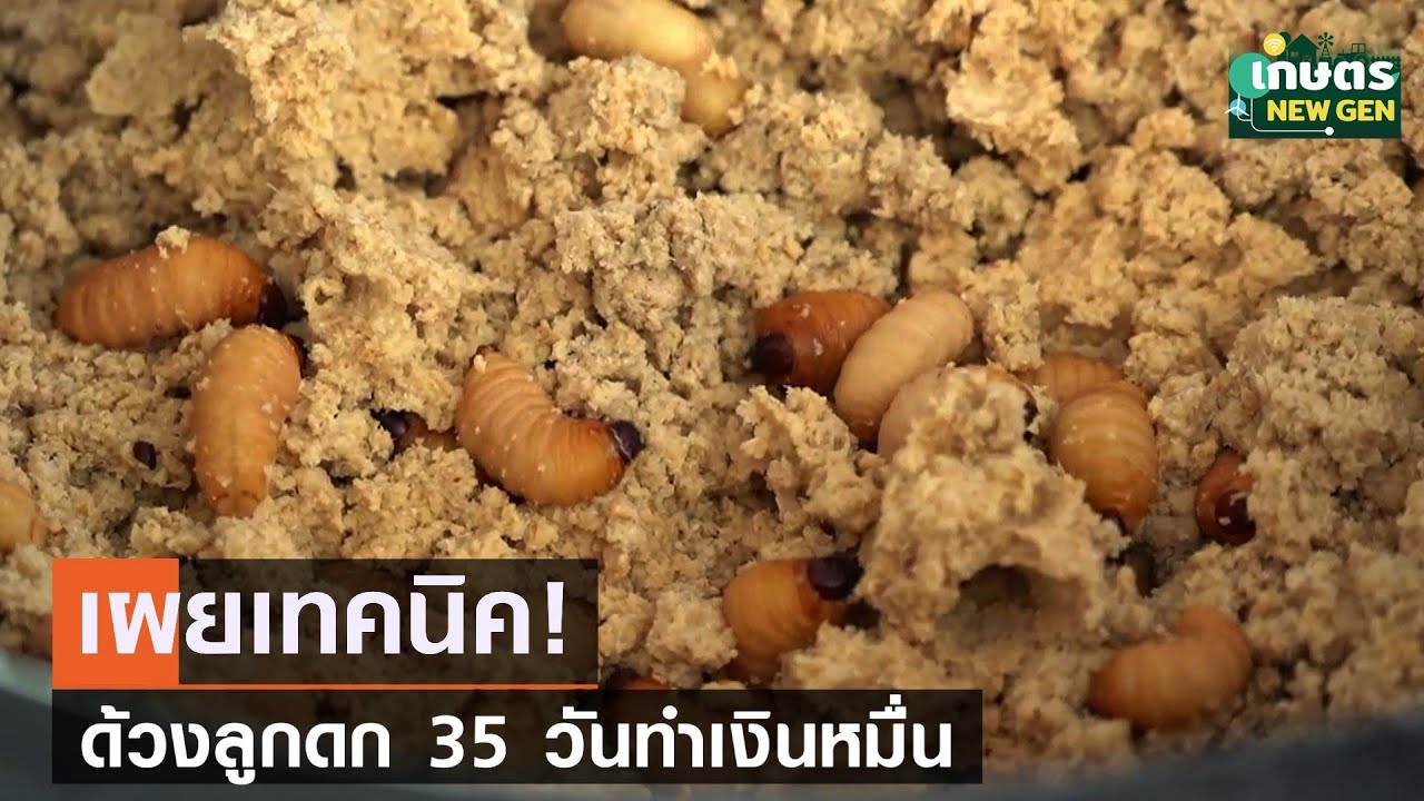 เผยเทคนิค! ด้วงลูกดก 35 วันทำเงินหมื่น | เกษตร NEW GEN