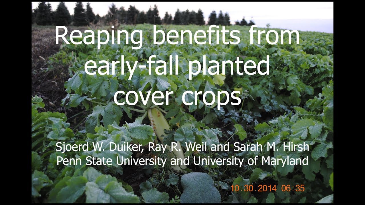 Reaping the Benefits from Early-Fall Planted Cover Crops
