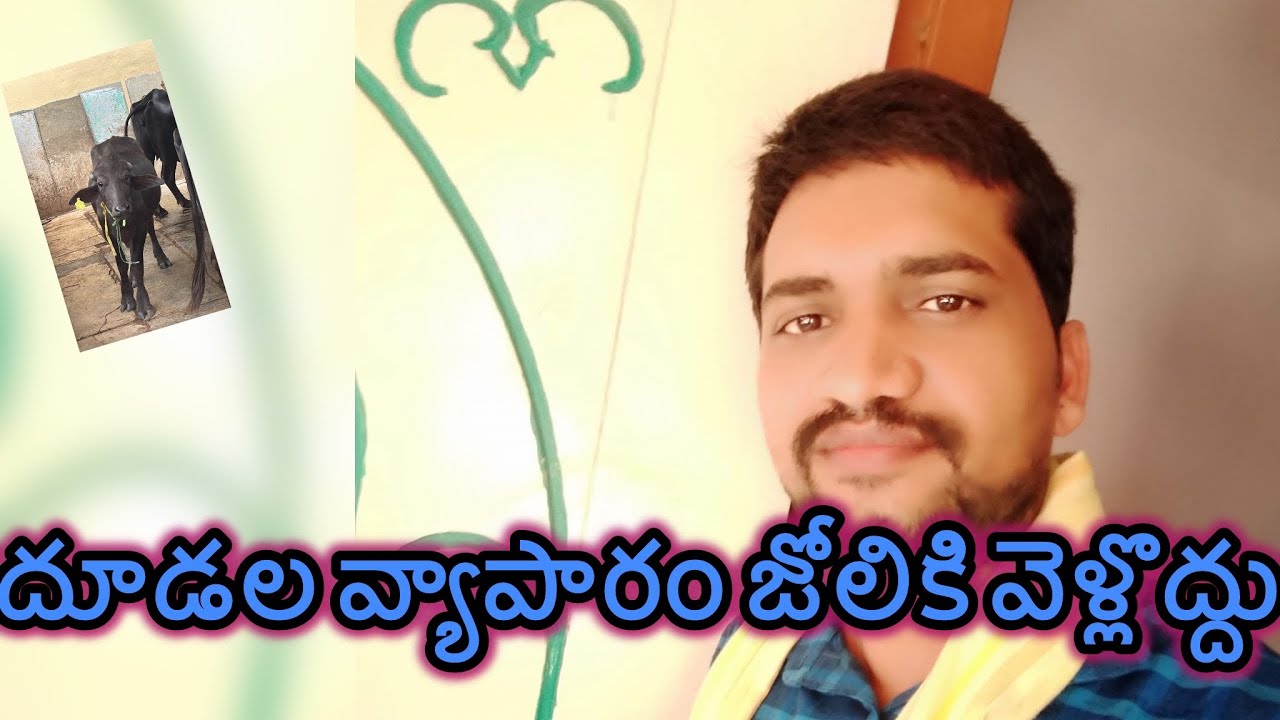 దూడల పెంపకం—ముందు తెలుసుకోవాల్సిన విషయాలు