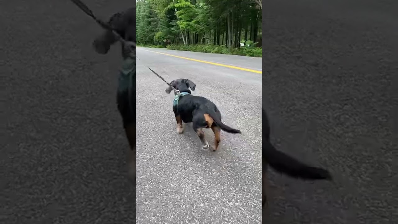 The Way #Dachshunds Walk!