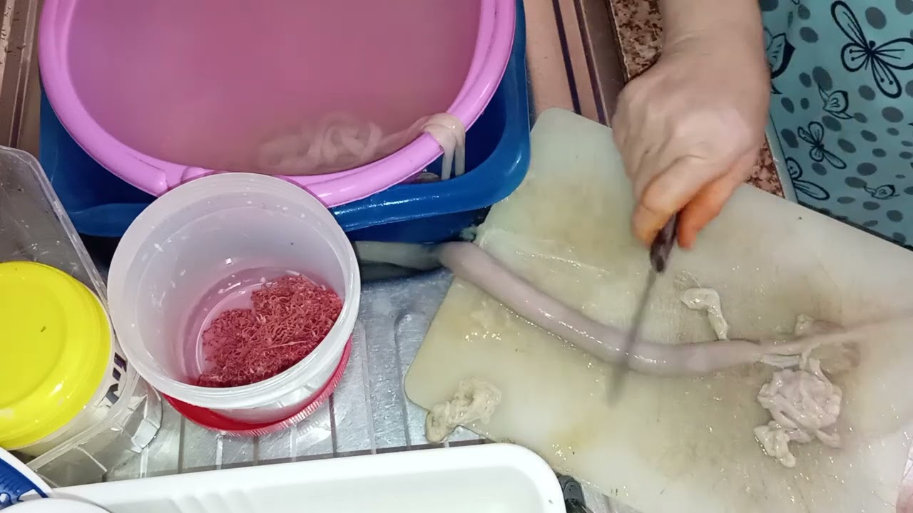طريقة تنظيف مصران زيوة باش نعمروا صوصيط