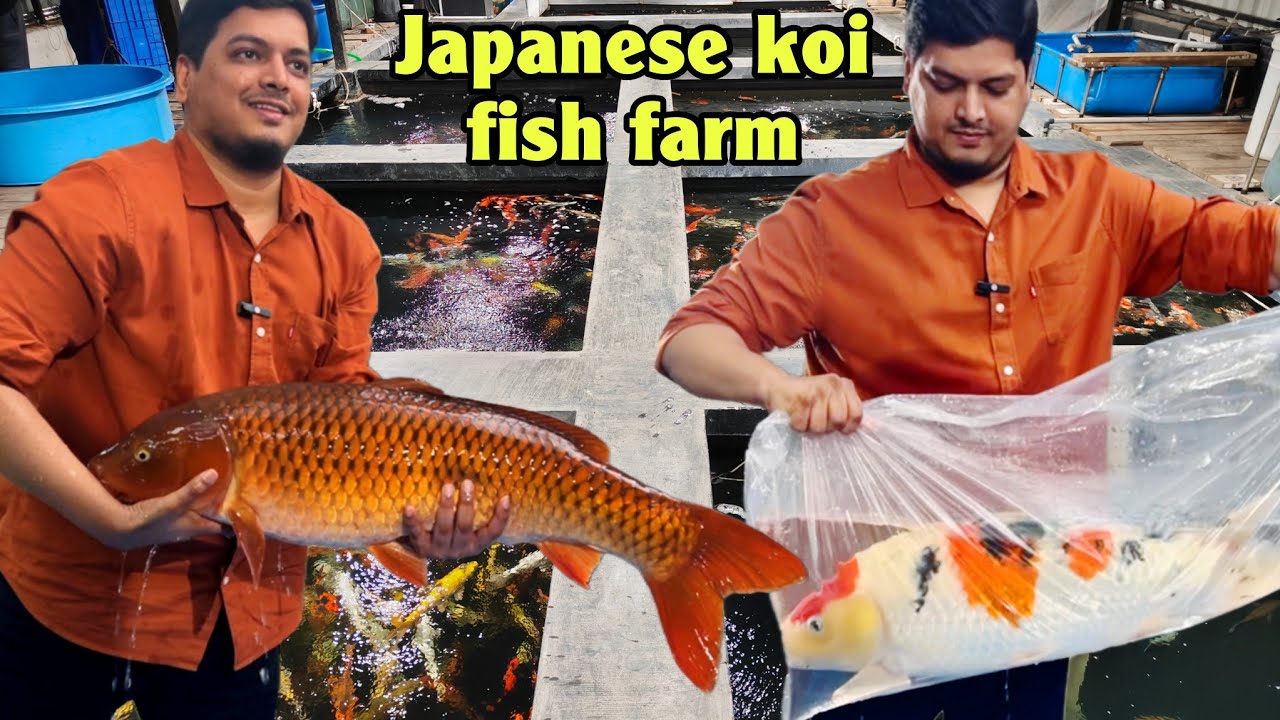 india's biggest Japanese koi fish farm tour | தமிழ்