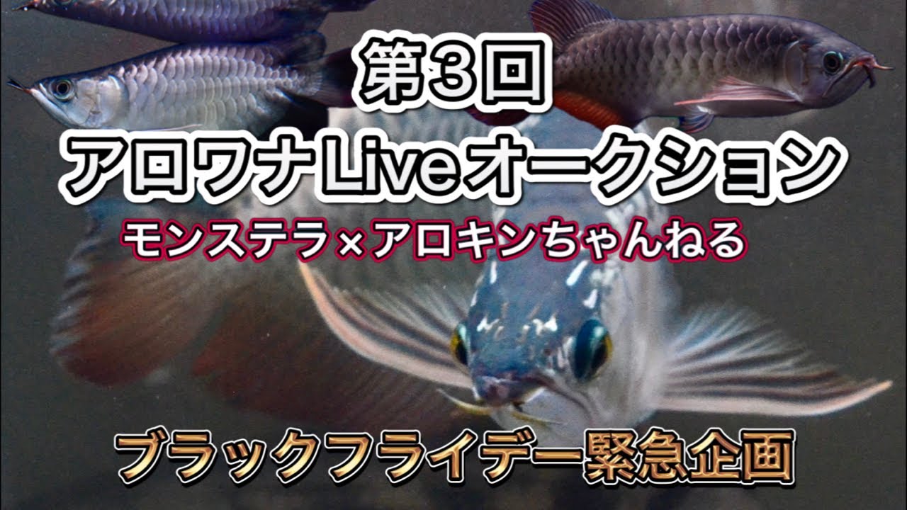 第3回アロワナLiveオークション〜大型魚専門店モンステラ〜