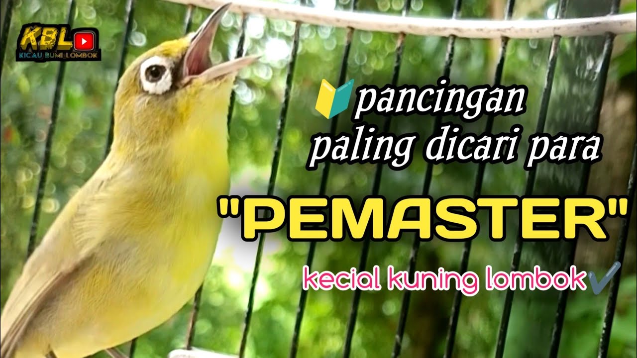 CIAK CIAK JOSS KECIAL KUNING AMPUH||PANCINGAN KECIAL MALAS BUNYI||