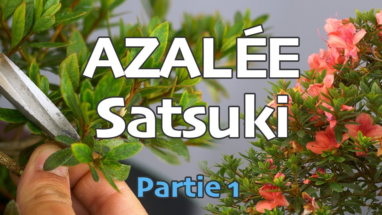 TAILLE de structure sur mon AZALÉE SATSUKI BONSAÏ 🌳AFDB🌳
