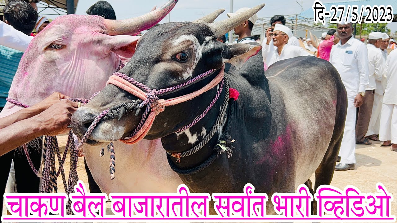 चाकण बैल बाजारातील सर्वांत भारी व्हिडिओ.. Chakan Bail Bajar..दि-२७/५/२०२३. कृषिभूषण,, Krushibhushan