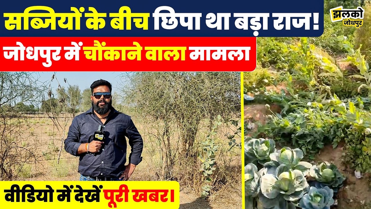 Jodhpur में सब्जियों की आड़ में प्लॉट में उग रही थी ‘कुछ खास’ फसल… पुलिस पहुंची तो खुली पोल ~