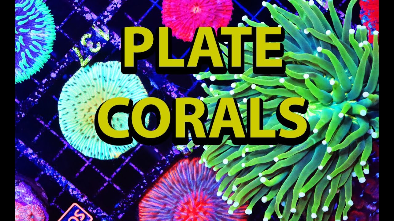 PLATE CORALS! Coral Care Guide