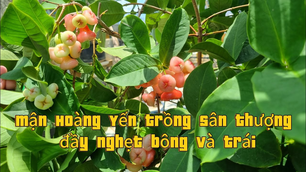 Mận Hoàng Yến rất phù hợp trồng chậu trên sân thượng